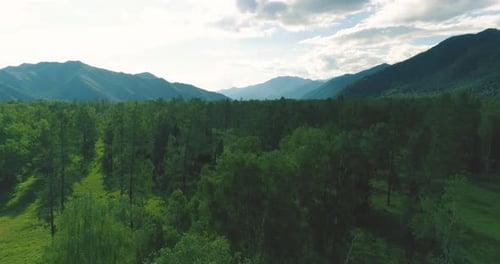 Aerial View Low Flight Above Evergreen Pine Tree Landscape with Endless Mountain Forest at Sunny