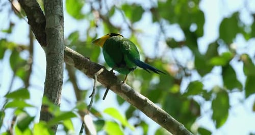 Long-tailed Broadbill Psarisomus dalhousiae, Thailand, preening