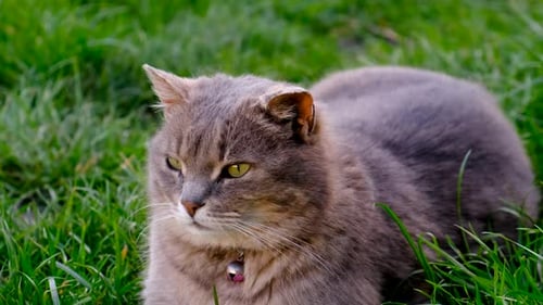 Gray Cat in the Garden on the Grass Selective Focus