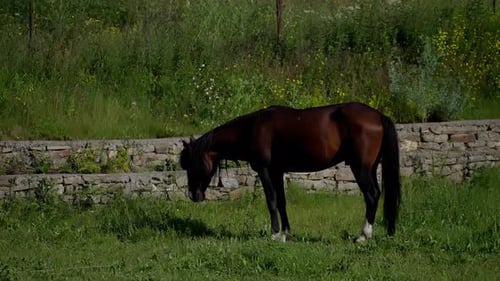 A Bay Horse Grazes in a Vibrant Meadow Enclosed By an Old Stone Wall Elegant Bay Horse Grazing in a