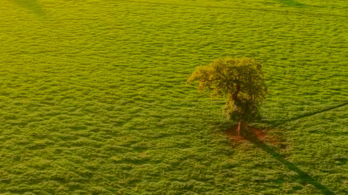 Evening Sun Lighting Green Agronomy Pasture with Single Tree on Rich Farmland Golden Rays Covering