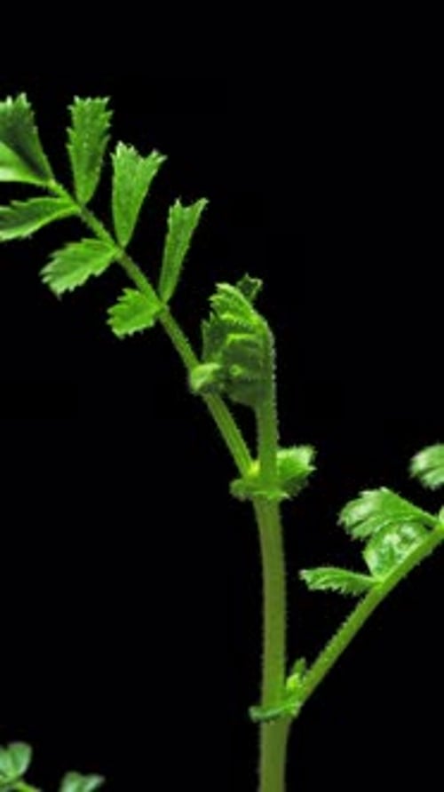 Vertical Growing Plant - 2K