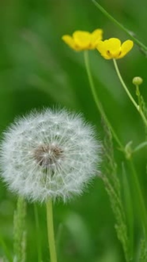 White Dandelion Seed Head in Green Meadow