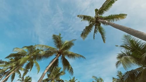 Blue Sky with Tall Green Coconut Palm Trees