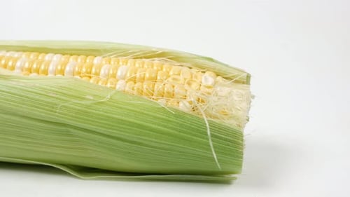 Corn Cob on White Background Close Up