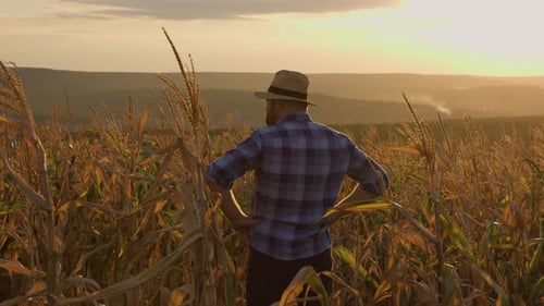 The Silhouette of a Farmer's Man Standing in a Field of Corn Looks Forward to the Sunset