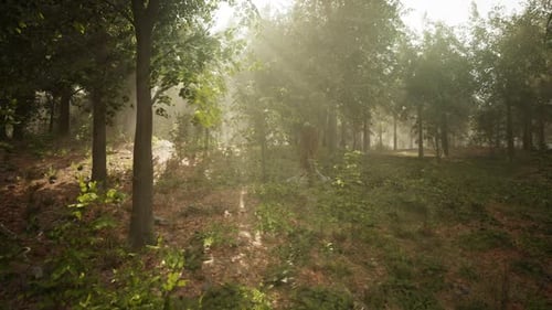 Sunlight Filtering Through Trees in a Tranquil Forest Setting