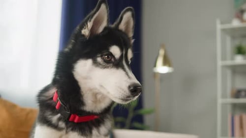 Adorable Husky Dog Sitting Indoors