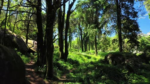 Zeitlupenkamera im tiefen, sonnigen, dichten Wald.