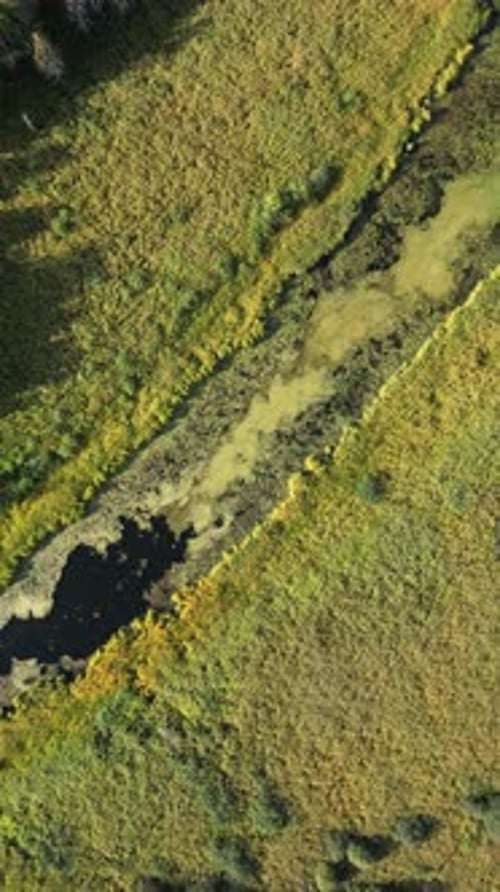 Aerial View of the River Winding in the Swampy Autumn Marshland Swamp Landscape Vertical Video