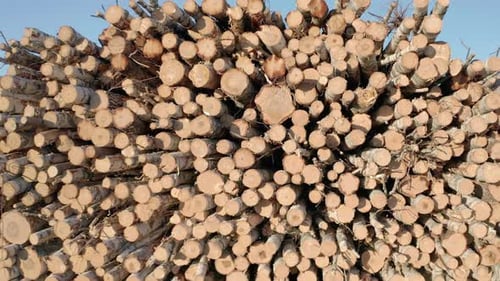 Cut logs of birch on the green meadow in the forest