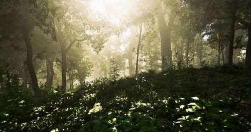 Sunlight Filtering Through a Dense Forest Creates an Enchanting Atmosphere