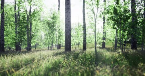 Morning Sunlight Filters Through Trees in a Tranquil Forest