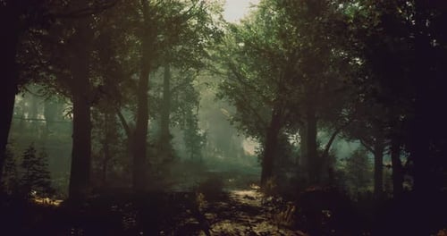 Mysterious Forest Trail Illuminated By Soft Sunlight in the Early Morning