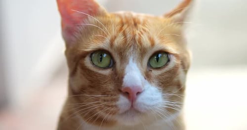 Nahaufnahme des Kopfes einer flauschigen Tabby Ginger Katze mit großen grünen Augen Blick in die Kamera beim Lecken