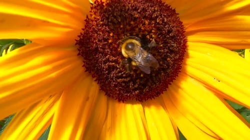 bumblebee on a sunlfower close up macro