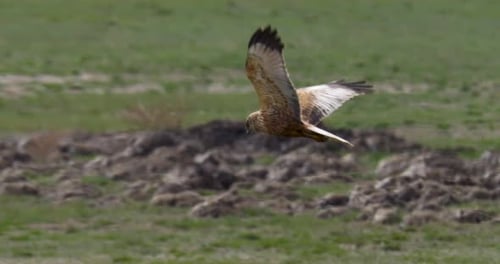Western Marsh Harrier
