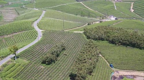 Tea plantation in mountain