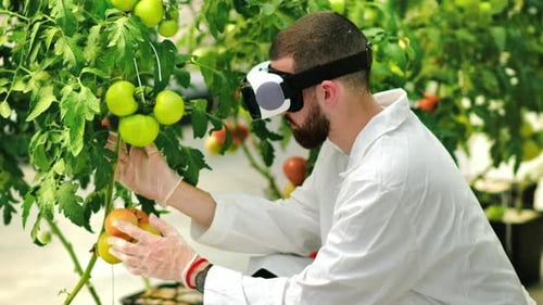 Man in VR Goggles Harvests Tomatoes