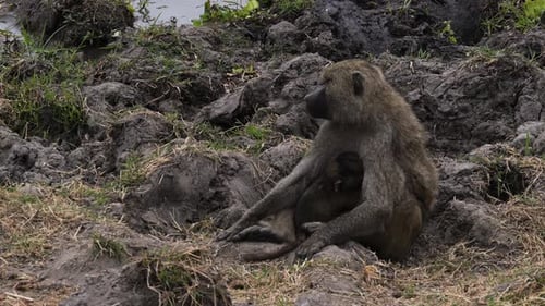 Olive baboon mother nursing young in Tarangire National Park, Tanzania