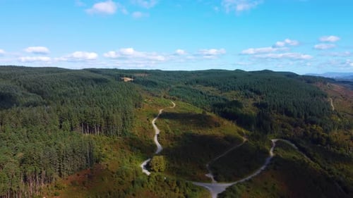 Incredible Aerial View Over Welsh Hillside with Dense Pine Tree Forest and Winding Gravel Tracks.