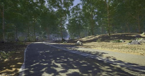Winding Road Through a Dense Forest During Bright Daylight Hours