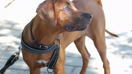 Leashed Dog Stands Alert in Urban Environment