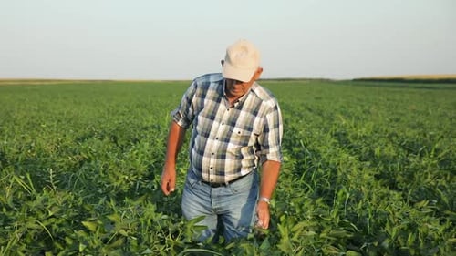 Senior farmer walking in soybean field examining crop during sunset.