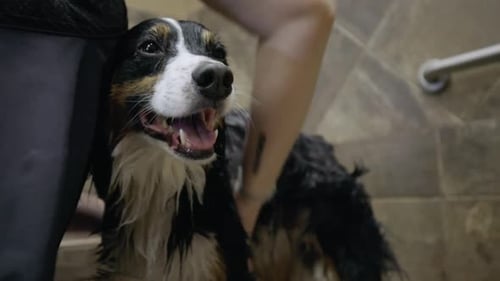 Dog Getting a Bath and Grooming in Shower