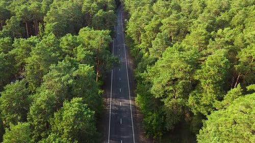 Aerial View of Car Passing Through the Green Pine Forest and Mountain on Countryside Road