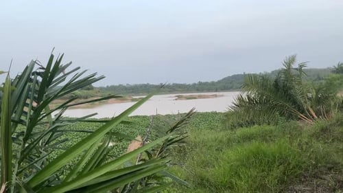 natural river in the forest