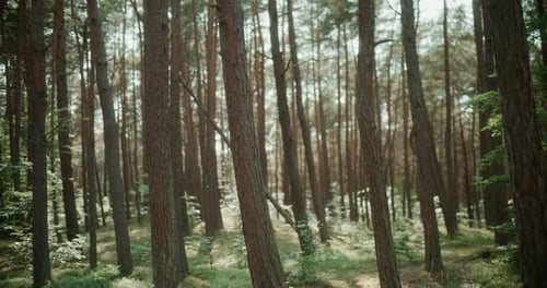 Beautiful Pine Spruce Forest Trees Daylight