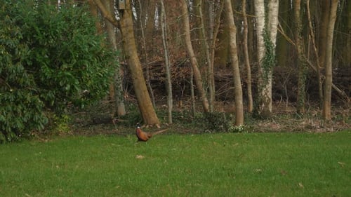 Pheasant Natural Habitat