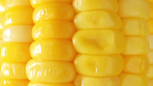 Sweet Corn in macro video