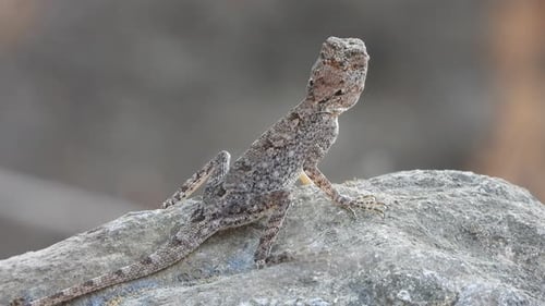 Lizard eating ants in rock .