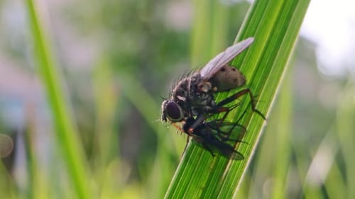 Fly Consuming Another Fly on Blade of Grass