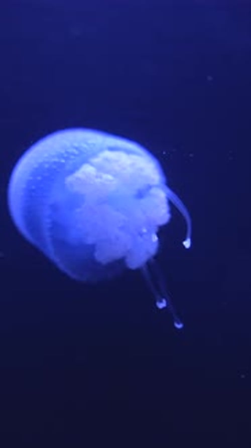 Elegant Jellyfish Floating Calmly in a Dark Aquarium