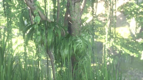 Morning Light in Beautiful Jungle Garden