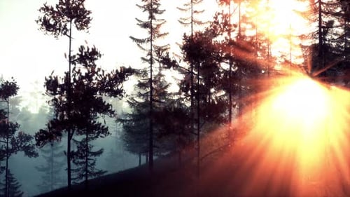 Sunlight Streaming Through the Trees in a Serene Forest