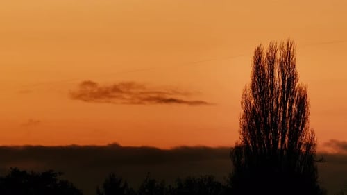 Hoher Koniferenbaum vor dem leuchtend orangefarbenen Sonnenuntergangshimmel