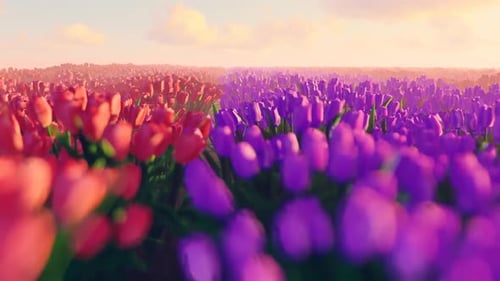 Slide field of large blooming of lavender flowers. Sun's