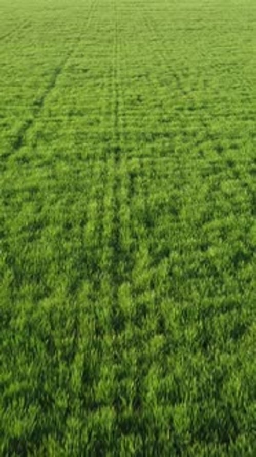 Aerial Vertical View on Green Wheat Field in Countryside Field of Wheat Blowing in the Wind on