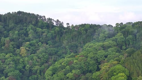 Drohnenaufnahme, die einen dichten tropischen Wald mit Bäumen in verschiedenen Grüntönen zeigt.