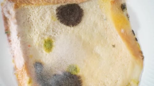 Eine Nahaufnahme von Schimmel und Pilzen auf Brot.