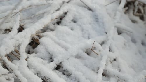 Dry grass covered with snow in frosty winter day