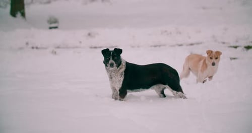 Dogs Explore Snowy Winter Landscape