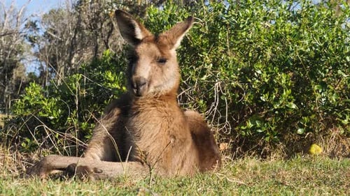 Das
große männliche Känguru legt sich langsam hin, um sich in der Mittagssonne auszuruhen. Video zum Verhalten von Tieren