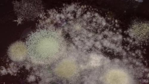 Growing Mold Colonies, Extreme Close-Up