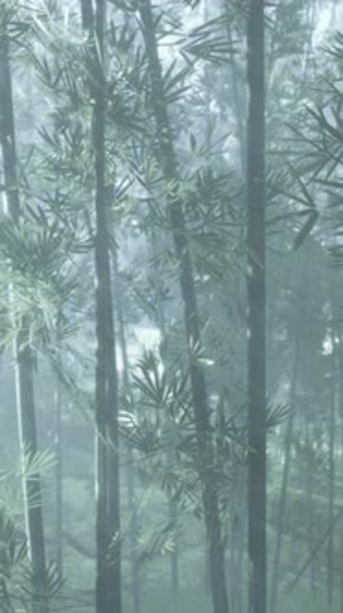 A Serene Bamboo Forest Covered in a Mystical Fog