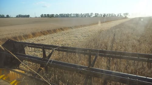 Close Up Knife of Combine Spinning and Cutting Ears of Wheat Grain Harvester Working in Field at